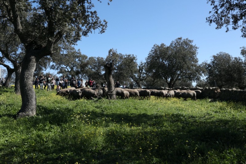 全球知名米其林星厨共赴西班牙 深度体验伊比利亚火腿的前世今生(图7)